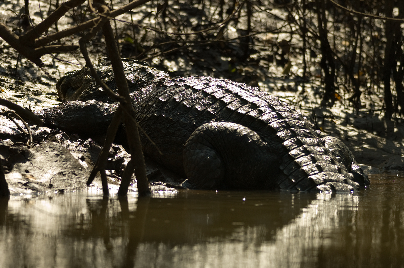 Fresh water crocodile in Cumbarjua Canal, Goa 2006.