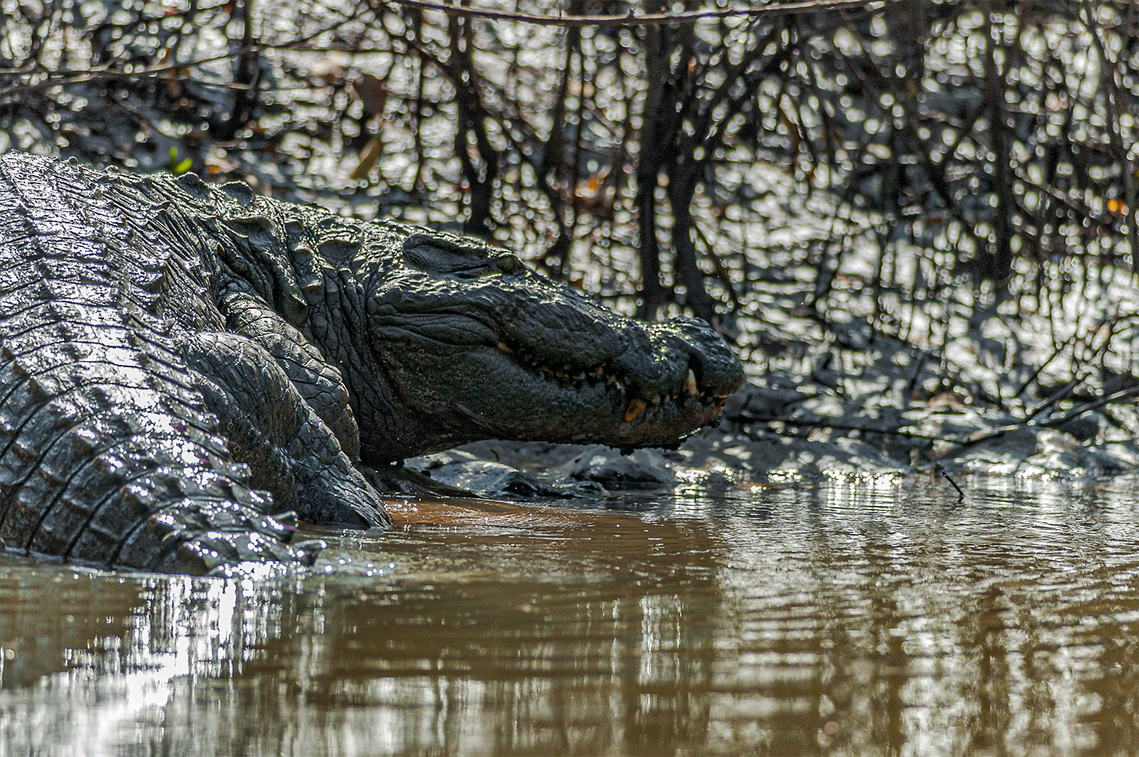 Fresh water crocodile in Cumbarjua Canal, Goa 2006.
