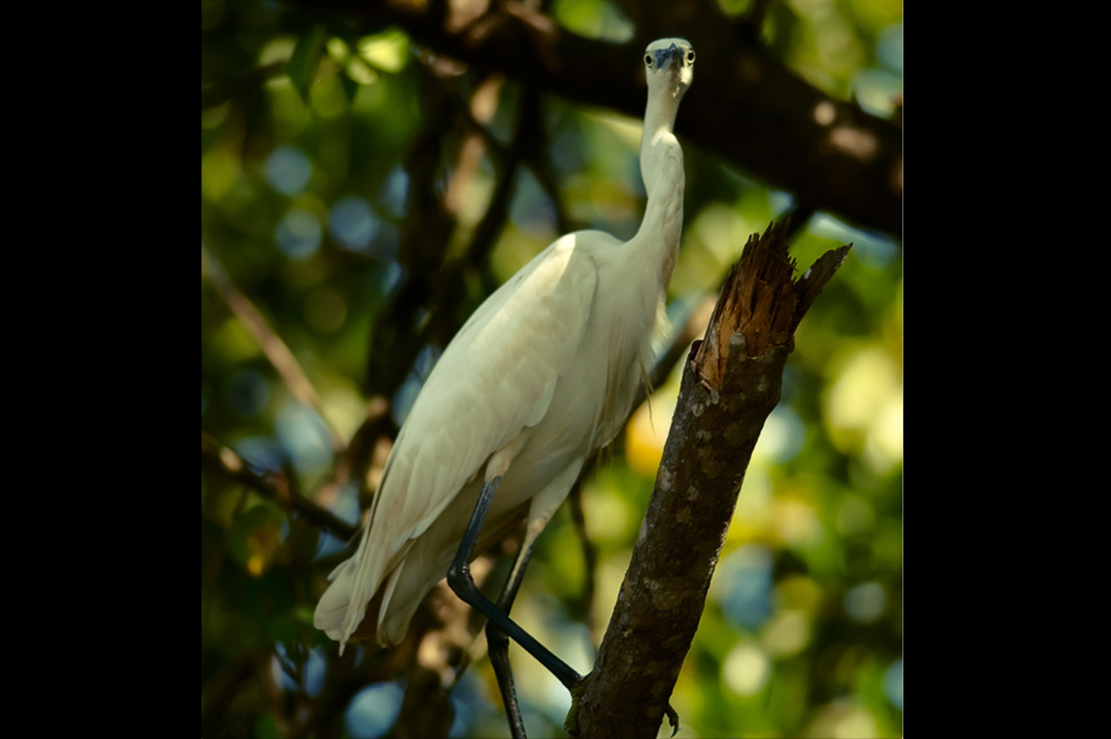 Intermediate Egret in Cumbarjua Canal,Goa,India