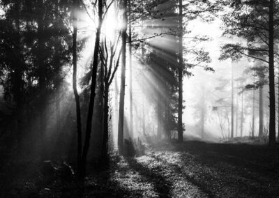Sunbeams and fog, from a walk to Strømsdammen, Oslo. Google Pixel 4a dng file. B&W photo, developed in Adobe Lightroom Classic.