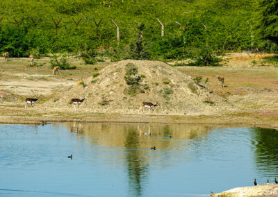 Deers in Wildlife Guda Bishnoiyan 2013