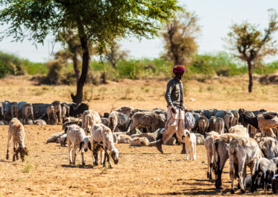 Shepherd with herd near Bishnoi village