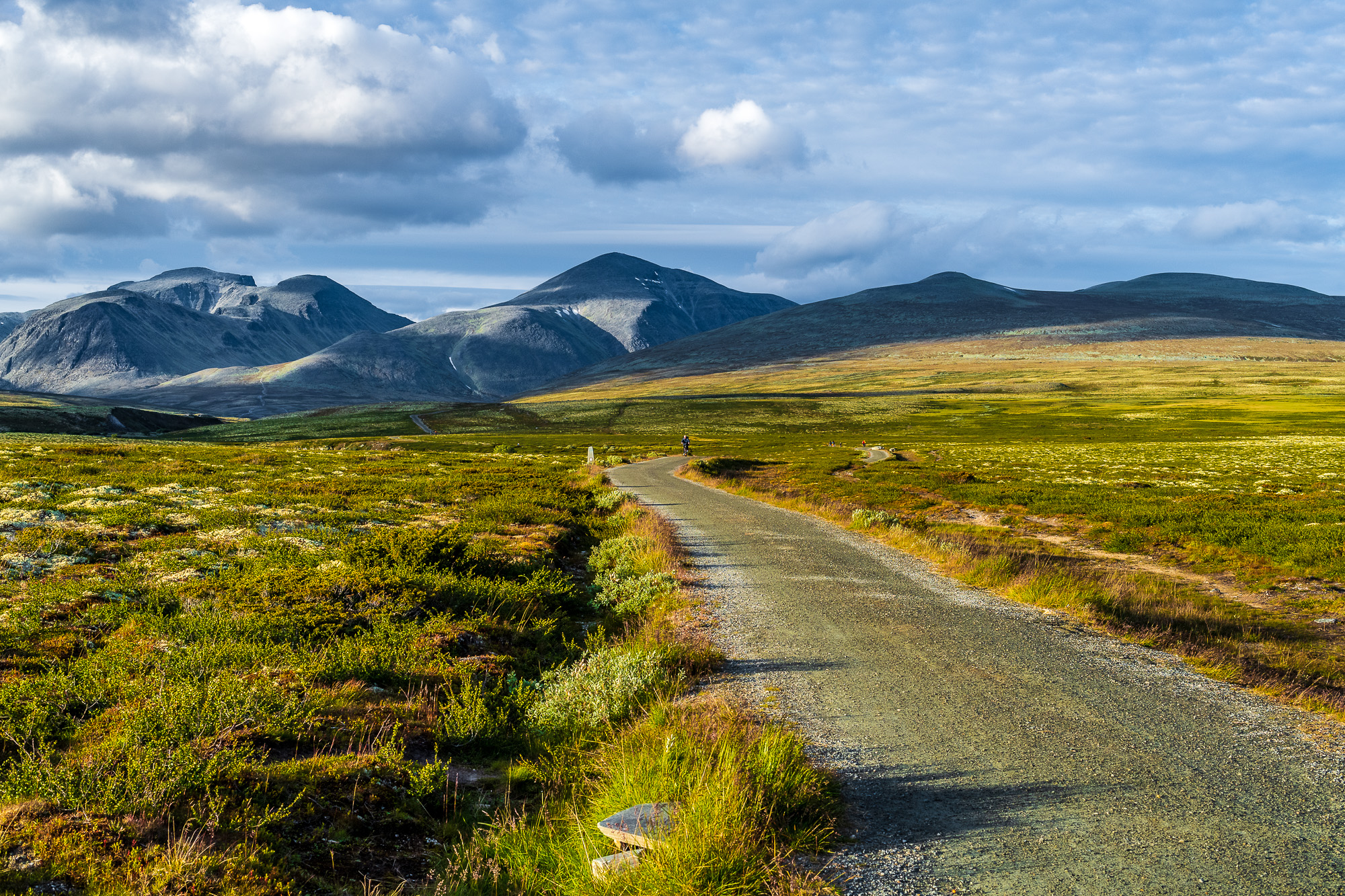 Rondane Mysuseter