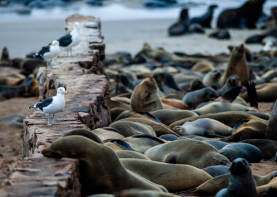 Cape Cross seal colony, Namibia.