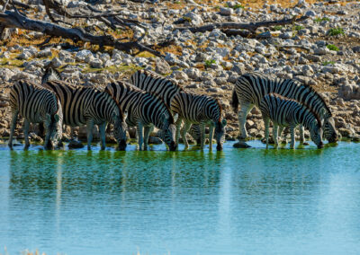 Zebra drinking water at Okaukuejo, Etosha, Namibia. Nikon D70.