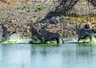Gemsbok herd start running at Okaukuejo Waterhole, Etosha, Namibia. Nikon D70