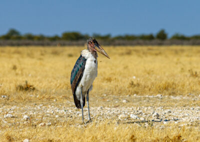 Marabou Stork, Etosha, Namibia. Nikon D70, 300mm f4.