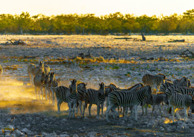 Burchell's Zebra in Etosha., Namibia. Nikon D70 300mm F4.