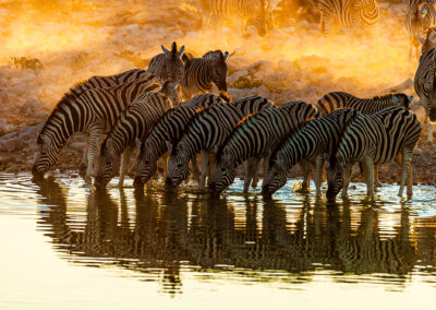 Sunset by the waterhole, Burchells Zebra, Etosha, Namibia. Nikon D70 300mm F4.