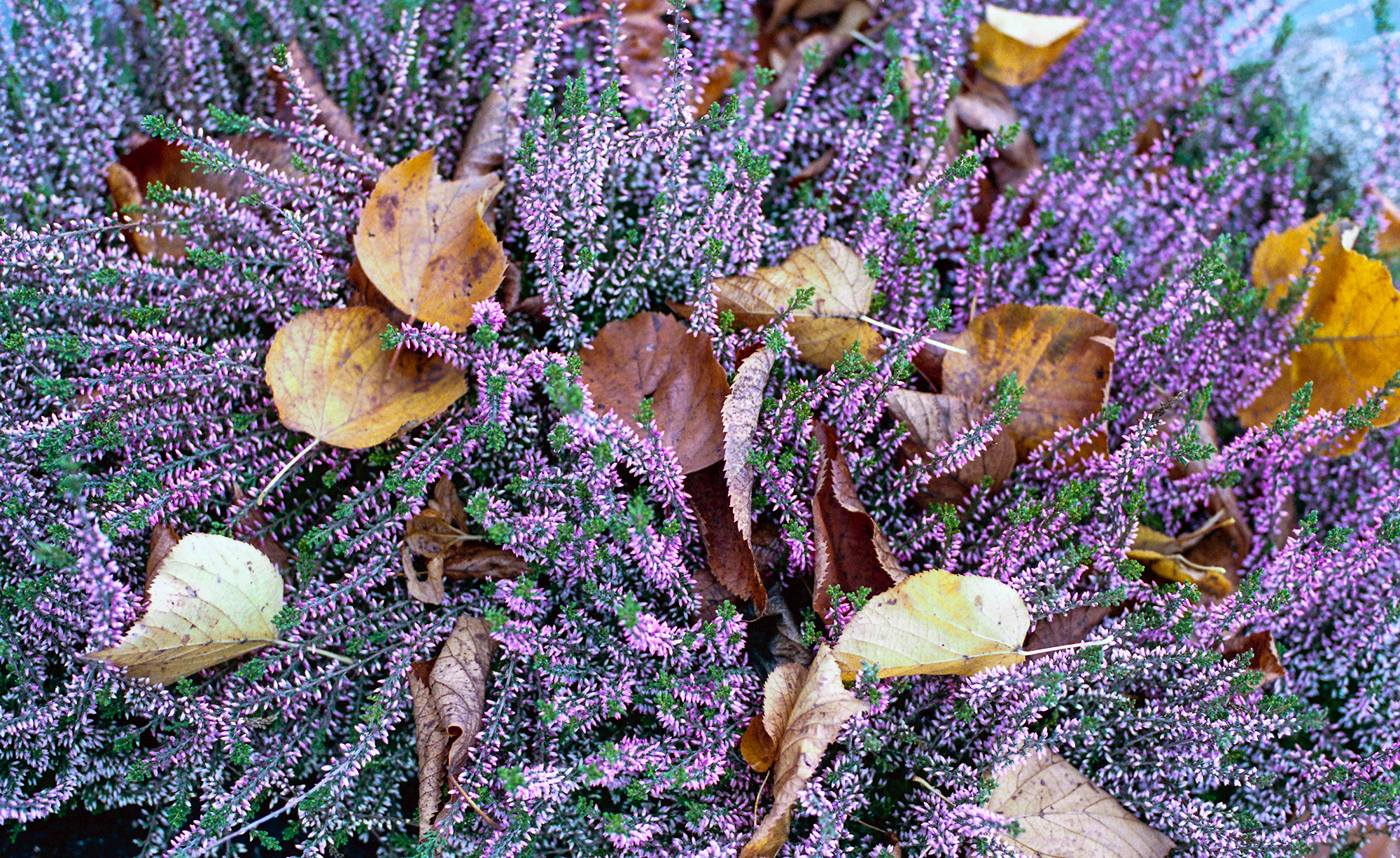 Kodak Portra 400. Erica vagans with autumn leaves. Kodak Portra 400. Erica vagans with autumn leaves.