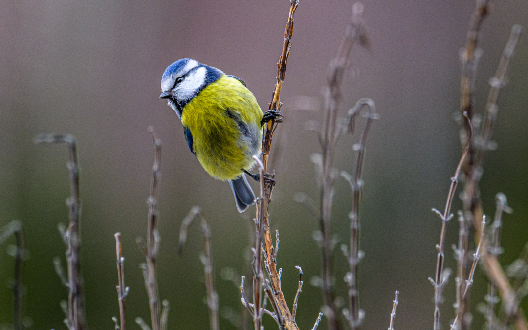 3 photos with Eurasian blue tit (Blåmeis)